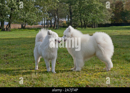 Samoiedo in esecuzione in un campo di erba. Cane a camminare e giocare nel parco. Felici nel selvaggio. Questo cane noto anche come Bjelkier Foto Stock