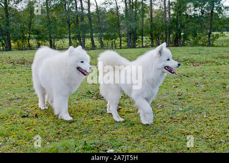 Samoiedo in esecuzione in un campo di erba. Cane a camminare e giocare nel parco. Felici nel selvaggio. Questo cane noto anche come Bjelkier Foto Stock