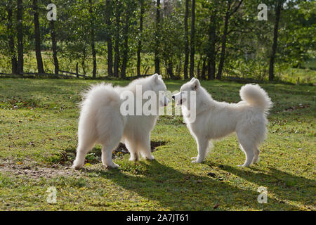 Samoiedo in esecuzione in un campo di erba. Cane a camminare e giocare nel parco. Felici nel selvaggio. Questo cane noto anche come Bjelkier Foto Stock