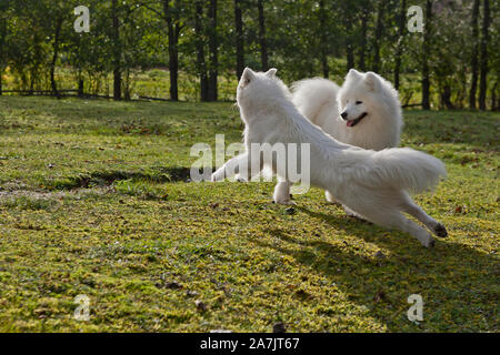 Samoiedo in esecuzione in un campo di erba. Cane a camminare e giocare nel parco. Felici nel selvaggio. Questo cane noto anche come Bjelkier Foto Stock