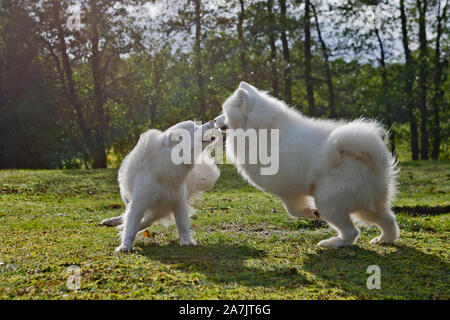 Samoiedo in esecuzione in un campo di erba. Cane a camminare e giocare nel parco. Felici nel selvaggio. Questo cane noto anche come Bjelkier Foto Stock