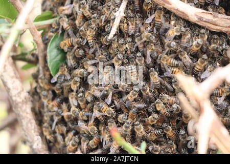 Bee hive closeup. Foto Stock