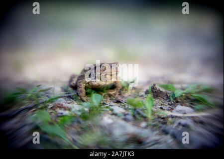 Rana sul terreno, tra le foglie. Il rospo comune nell'ambiente naturale. Bufo bufo, famiglia Bufonidae. Foto Stock
