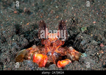 Lysiosquillina lisa, di Lisa Canocchia, Canocchia, nascosti nella sabbia con i gamberi sotto l'occhio destro, Tulamben, Bali, Indonesia Foto Stock