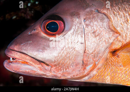 Mangrove red snapper, Lutjanus argentimaculatus, vista da vicino, Tulamben, Bali, Indonesia Foto Stock