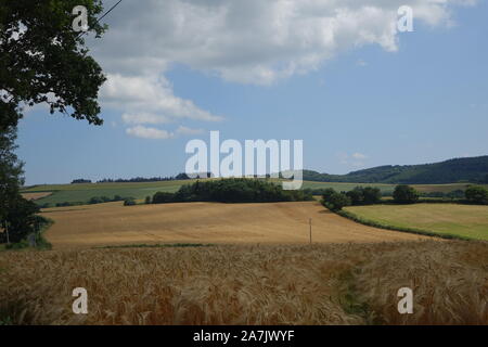 Bellissimo paesaggio rurale in Cornovaglia nel sole brillante con un campo di mais. Foto Stock