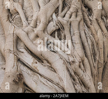 Primo piano di una sezione del tronco di un grande banyan tree che mostra il modello e la consistenza del intrecciate radici aeree aggrappati insieme Foto Stock