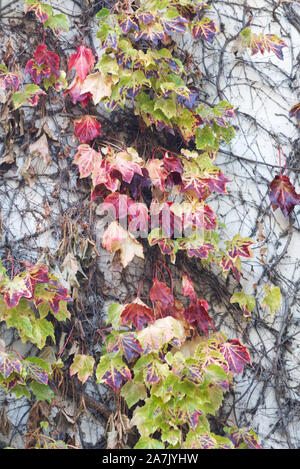 Leaf peeping Colore di autunno. Foto Stock