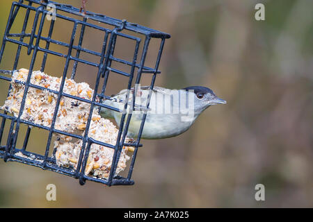 Dettaglio frontale primo piano di uccello britannico nero selvaggio, maschio (Sylvia atricapilla) isolato all'aperto in inverno, appeso su alimentatore di uccelli grasso suet. Guerrieri del Regno Unito. Foto Stock