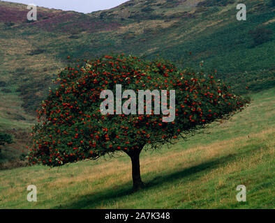 Un rowan tree (Monte Ceneri) a Bwlch Penbarras in Moel Famau Country Park, Denbighshire, Wales, Regno Unito. Capi di bestiame hanno creato un suggestivo pezzo di topiaria da. Foto Stock