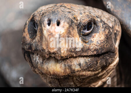 Faccia di una tartaruga gigante delle Galapagos Foto Stock