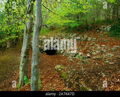 Visualizza N di ingresso al grande Grotta Nascosta in un affioramento di calcare in Big Covert legno, Llanferres, Denbighshire, Wales, Regno Unito: resti umani e manufatti trovati. Foto Stock