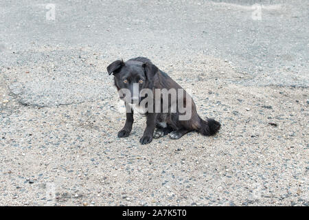 Stray dog aspettando yummy sulla strada Foto Stock