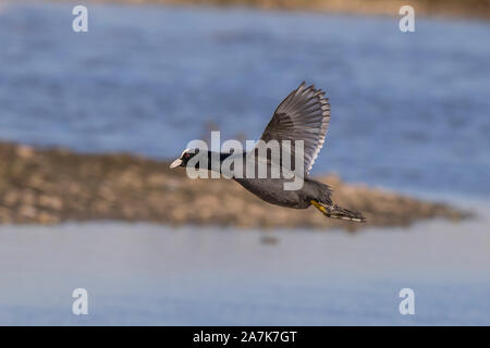 Vista laterale primo piano di uccelli selvatici, folaghe del Regno Unito (Fulica atra) isolati in volo, sull'acqua presso la riserva delle zone umide. Volo Regno Unito Coot Waterfowl. Foto Stock