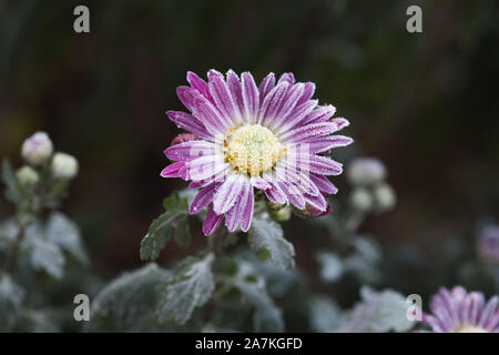 Rare crisantemo rosa. Autunno brina fiori. Crisantemo zawadskii. Foto Stock