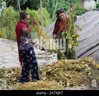 Le donne dal Gurung tribù etniche ordinamento di semi di soia raccolti, Sikles, Himalaya, Nepal Foto Stock