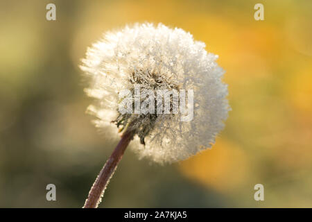 Tarassaco nel gelo, brina sul fluff di tarassaco. Tarassaco lanugine in inverno. Foto Stock