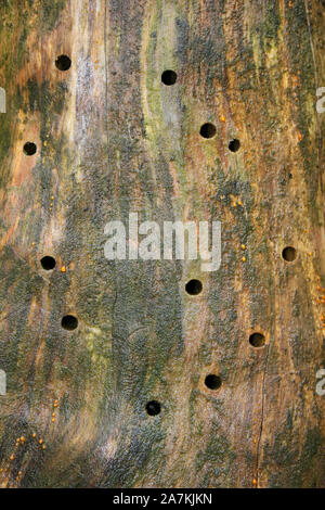 Fori nel legno causati da emergenti Longhorn Coleotteri, cadde Beacon Country Park, Lancashire, Regno Unito Foto Stock