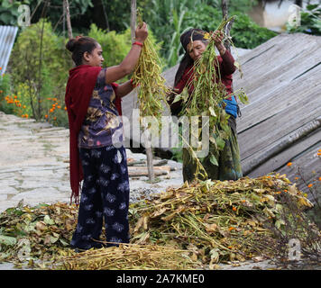 Le donne dal Gurung tribù etniche ordinamento di semi di soia raccolti, Sikles, Himalaya, Nepal Foto Stock