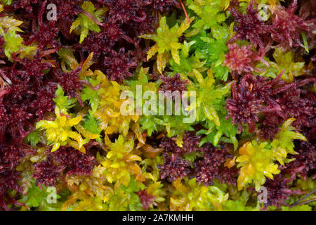 Close up dettaglio di coloratissimi sphagnum moss (sphagnum angustifolium) in autunno, highlands, Scotland, Regno Unito. Foto Stock