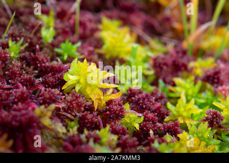 Close up dettaglio di coloratissimi sphagnum moss (sphagnum angustifolium) in autunno, highlands, Scotland, Regno Unito. Foto Stock