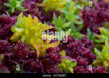 Close up dettaglio di coloratissimi sphagnum moss (sphagnum angustifolium) in autunno, highlands, Scotland, Regno Unito. Foto Stock