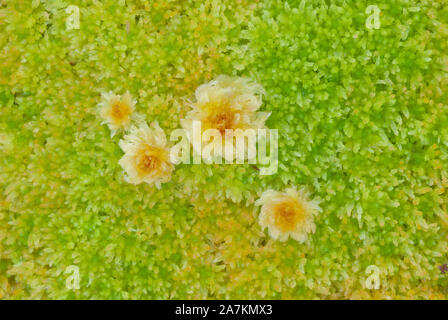 Un letto colorato di sphagnum moss (sphagnum angustifolium) in autunno, altopiani, Scozia. Foto Stock