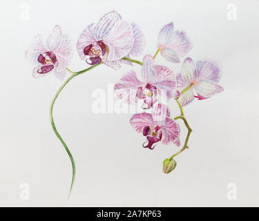 Bella orchidea fioritura ramo acquerello disegnata a mano illustrazione Foto Stock