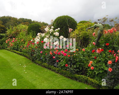 Tarda Estate dalie fiore a Chenies Manor giardino.la scultura raggiunge al di sopra della vibrante flowerss. Dahlia'labirinto e "Babilonia brons", Karma Fuchsiana. Foto Stock