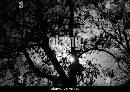 Silhouette ad albero sul cielo dello sfondo. Sun con i raggi attorno al tronco. La fotografia in bianco e nero Foto Stock