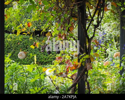 Uva trailing tra il ferro battuto archi a Chenies Manor giardino all'inizio dell'autunno. Foto Stock