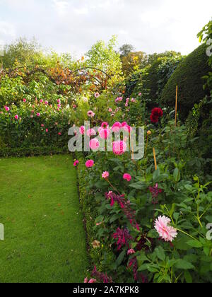 Angolo del giardino a Chenies Manor, Buckinghamshire. Rosa dalie in fiore; Dahlia'Sandra' Dahlia 'Karma prospero' nella luce del sole serale. Foto Stock