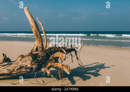 Albero secco, la radice si trova sulla riva di una spiaggia sabbiosa spiaggia vuota, spiaggia vuota, piccole onde, cielo blu, sfondo Foto Stock