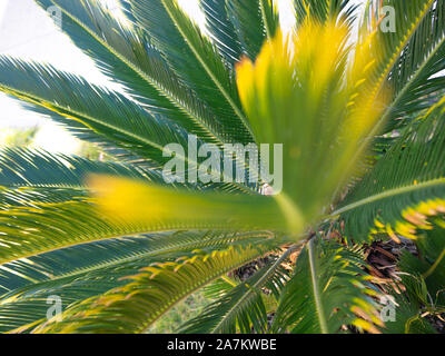 Lussureggianti foglie di Cycas revoluta o sago palm sotto la luce del sole Foto Stock