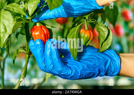 Habanero impianto dotato di fresco, mature habanero peperoni, pronto per il prelievo. Foto Stock