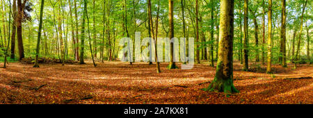 Foresta mista illuminata dalla luce del sole con molte foglie autunnali sul pavimento della foresta Foto Stock