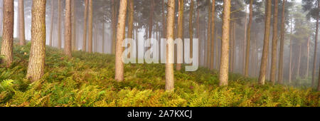 Gartarry legno, vicino a Kincardine, Fife, Scozia. Bracken e alberi in una nebbiosa mattina Foto Stock