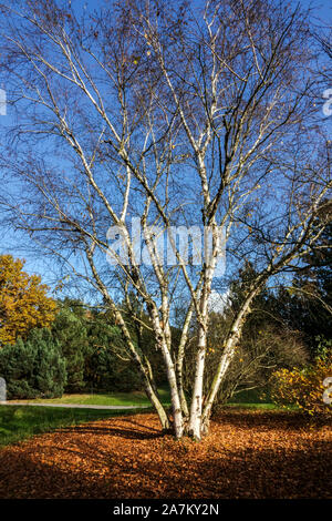 Tronchi di betulla in autunno caldo colorato giardino dendrologico Praga albero deciduo Foto Stock