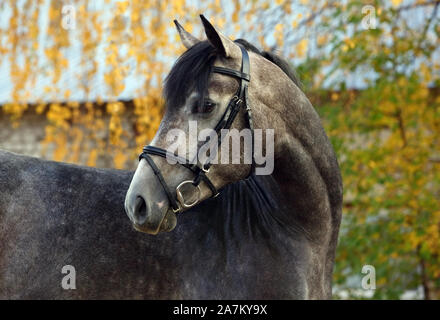 Arabian Horse, grigio, ritratto nell'autunno all'aperto, indossando una briglia Foto Stock