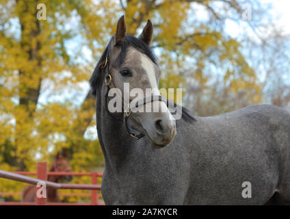 Arabian Horse, grigio, ritratto nell'autunno all'aperto, indossando una briglia Foto Stock