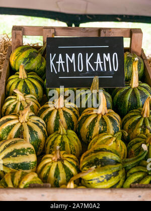 Cassa di Kamokamo zucche culinario per la vendita in un orto di zucche fattoria a tempo di Halloween, East Lothian, Scozia, Regno Unito Foto Stock