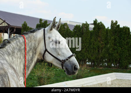 Colline punteggiano grigio cavalli andalusi ritratto Foto Stock