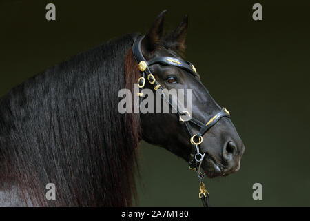 Bay sella andaluso cavallo ritratto contro scuro fienile stabile Foto Stock