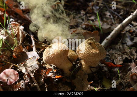 Una nube di spore che è espulsa da un puff-ball comune maturo (Lycoperdon perlatum) funghi, così i suoi Puffballs puffing. Foto Stock