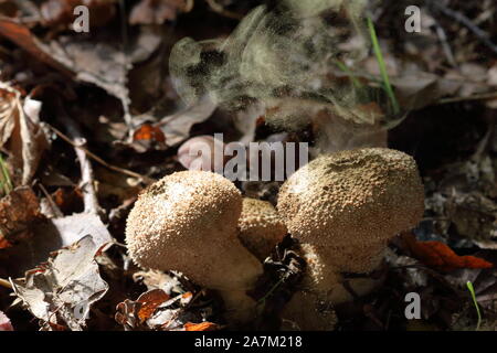 Una nube di spore che è espulsa da un puff-ball comune maturo (Lycoperdon perlatum) funghi, così i suoi Puffballs puffing. Foto Stock