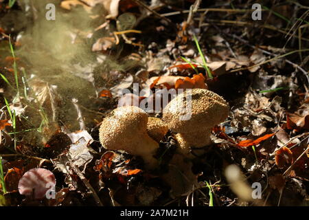 Una nube di spore che è espulsa da un puff-ball comune maturo (Lycoperdon perlatum) funghi, così i suoi Puffballs puffing. Foto Stock