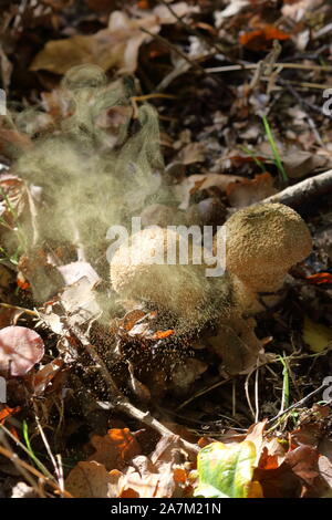 Una nube di spore che è espulsa da un puff-ball comune maturo (Lycoperdon perlatum) funghi, così i suoi Puffballs puffing. Foto Stock