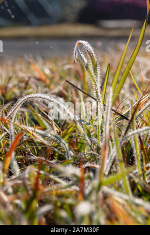 Una vista ravvicinata di lunghe lame di erba verde coperto di rugiada su un inizio gli inverni di giorno Foto Stock