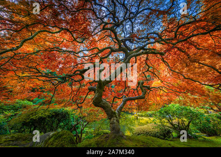 Il Portland Giardino giapponese è un tradizionale giardino Giapponese che occupa 12 acri, situato nel parco di Washington a ovest colline di Portland in Oregon Foto Stock