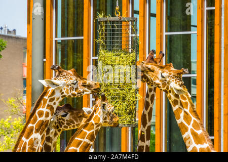 Gruppo di traliccio giraffe mangiare da un cestello di fieno, lo zoo di animali di apparecchiature di alimentazione, minacciate specie animale dall'Africa Foto Stock